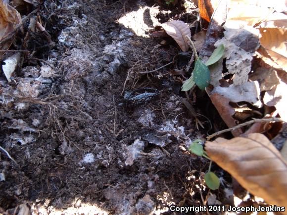 Northern Slimy Salamander (Plethodon glutinosus)