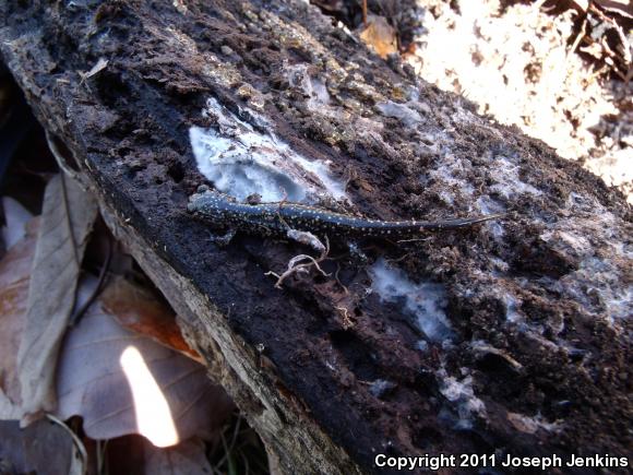 Northern Slimy Salamander (Plethodon glutinosus)