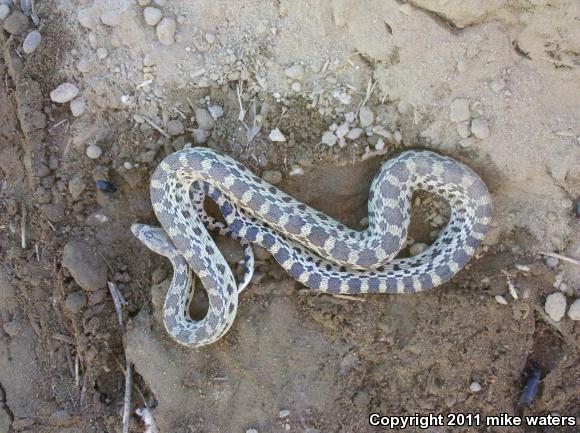 Pacific Gopher Snake (Pituophis catenifer catenifer)