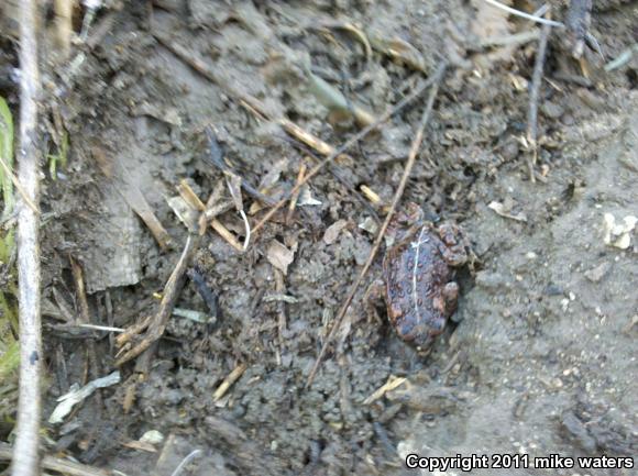 Southern California Toad (Anaxyrus boreas halophilus)