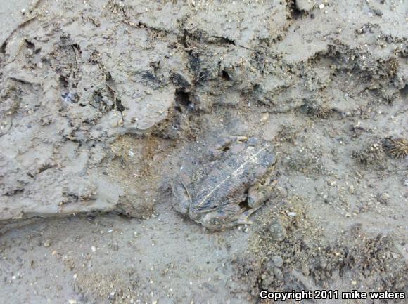 Southern California Toad (Anaxyrus boreas halophilus)