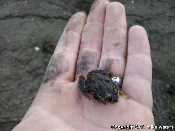 Baja California Treefrog (Pseudacris hypochondriaca)