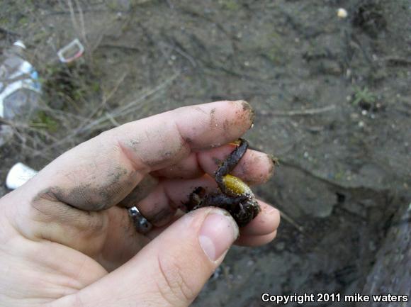 Baja California Treefrog (Pseudacris hypochondriaca)