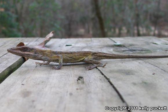 Northern Green Anole (Anolis carolinensis carolinensis)