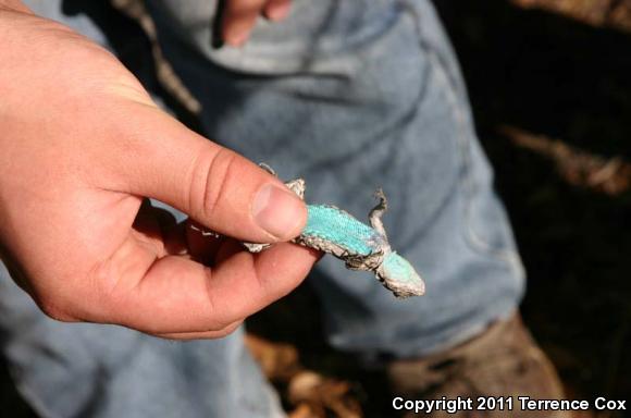 Ornate Tree Lizard (Urosaurus ornatus)