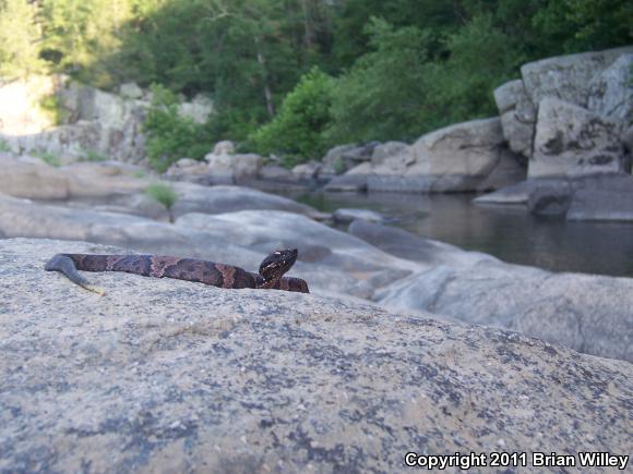 Western Cottonmouth (Agkistrodon piscivorus leucostoma)