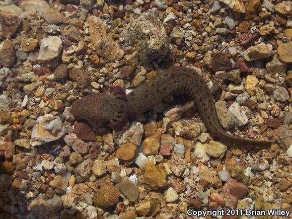 Red River Mudpuppy (Necturus maculosus louisianensis)