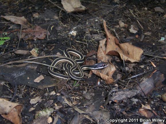 Eastern Ribbonsnake (Thamnophis sauritus)