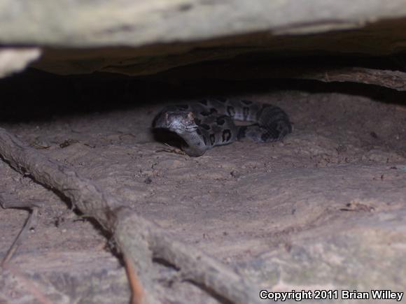 Timber Rattlesnake (Crotalus horridus)