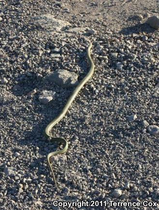 Green Ratsnake (Senticolis triaspis)