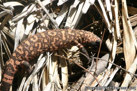 Gila Monster (Heloderma suspectum)