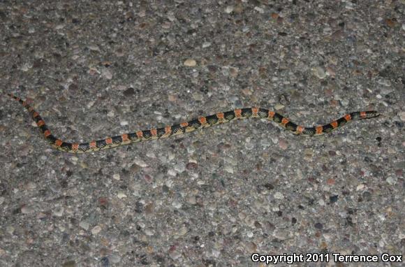 Western Long-nosed Snake (Rhinocheilus lecontei)