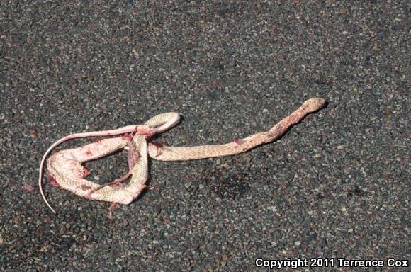 Coachwhip (Coluber flagellum)