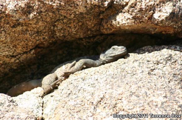 Common Chuckwalla (Sauromalus ater)