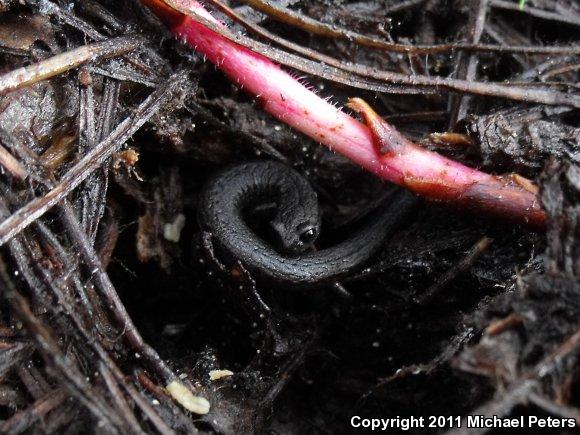 California Slender Salamander (Batrachoseps attenuatus)