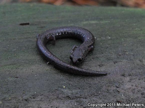 California Slender Salamander (Batrachoseps attenuatus)