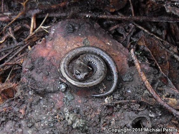 California Slender Salamander (Batrachoseps attenuatus)