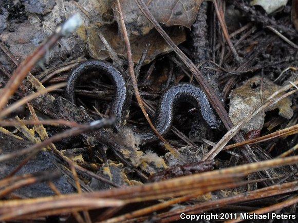 California Slender Salamander (Batrachoseps attenuatus)