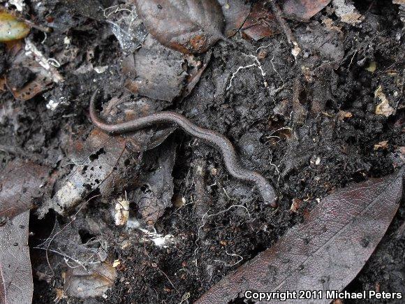 California Slender Salamander (Batrachoseps attenuatus)