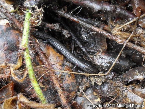 California Slender Salamander (Batrachoseps attenuatus)