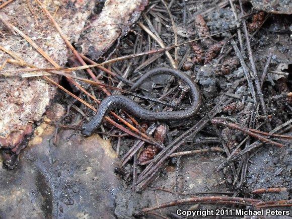 California Slender Salamander (Batrachoseps attenuatus)