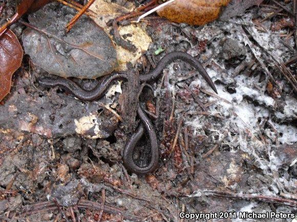 California Slender Salamander (Batrachoseps attenuatus)