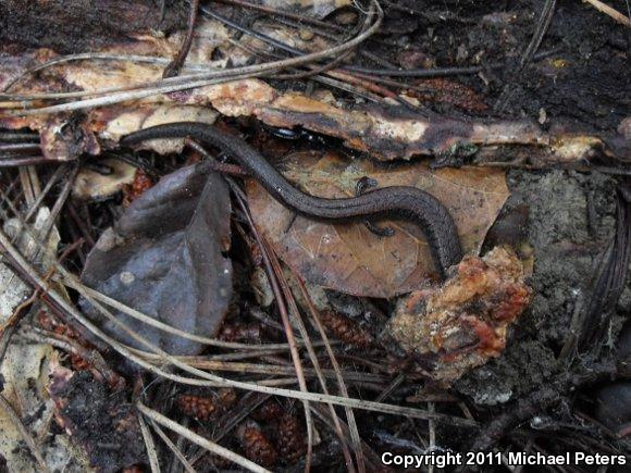 California Slender Salamander (Batrachoseps attenuatus)