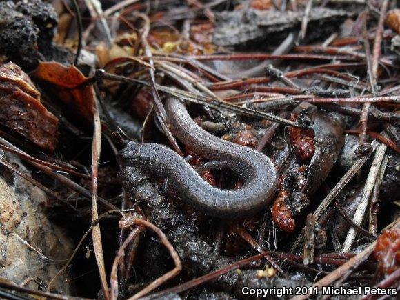 California Slender Salamander (Batrachoseps attenuatus)