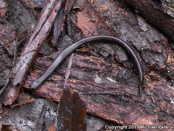 California Slender Salamander (Batrachoseps attenuatus)