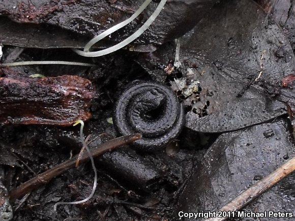 California Slender Salamander (Batrachoseps attenuatus)