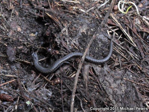 California Slender Salamander (Batrachoseps attenuatus)