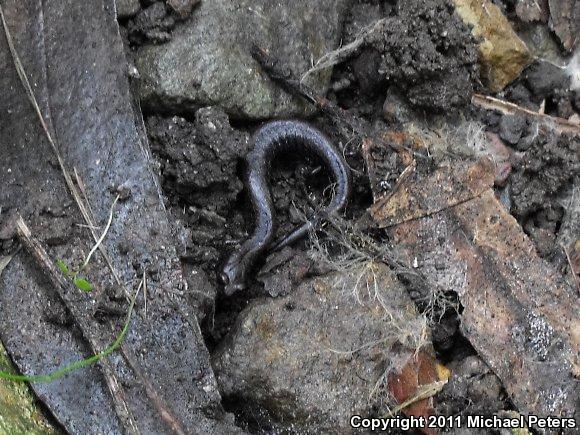 California Slender Salamander (Batrachoseps attenuatus)