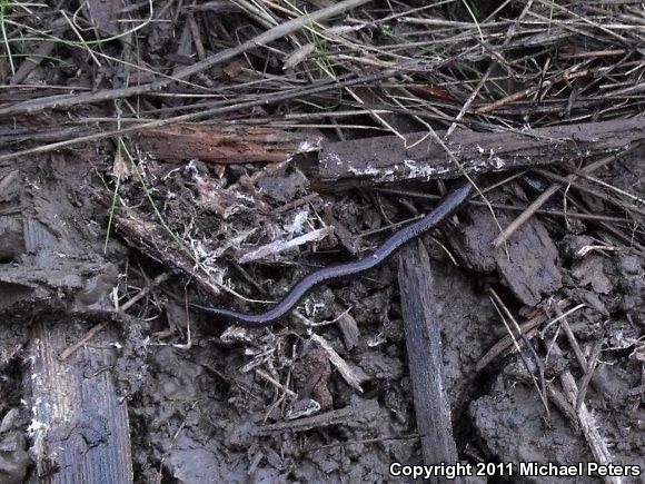 California Slender Salamander (Batrachoseps attenuatus)