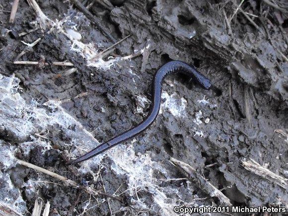 California Slender Salamander (Batrachoseps attenuatus)