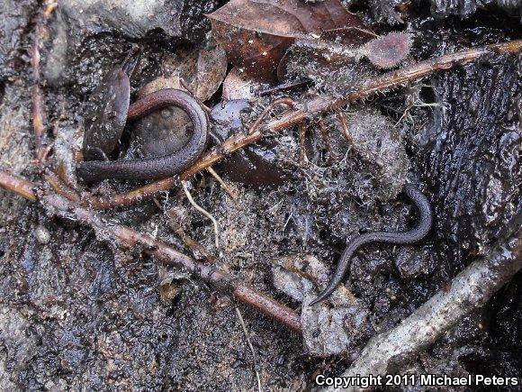 California Slender Salamander (Batrachoseps attenuatus)