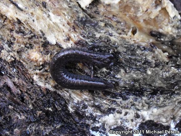 California Slender Salamander (Batrachoseps attenuatus)