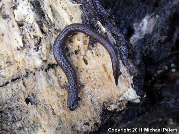 California Slender Salamander (Batrachoseps attenuatus)