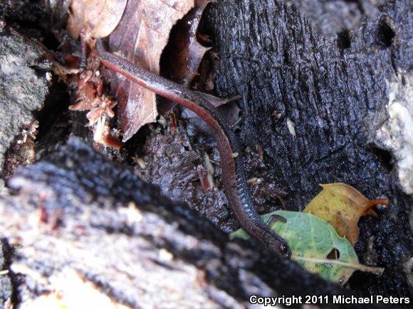 California Slender Salamander (Batrachoseps attenuatus)