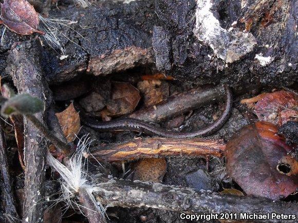 California Slender Salamander (Batrachoseps attenuatus)