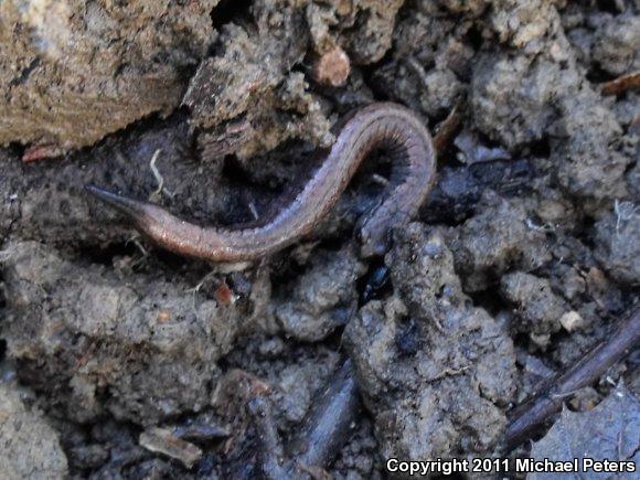 California Slender Salamander (Batrachoseps attenuatus)