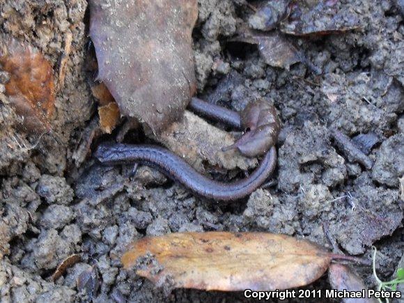 California Slender Salamander (Batrachoseps attenuatus)