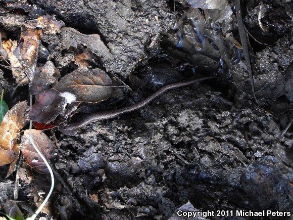 California Slender Salamander (Batrachoseps attenuatus)