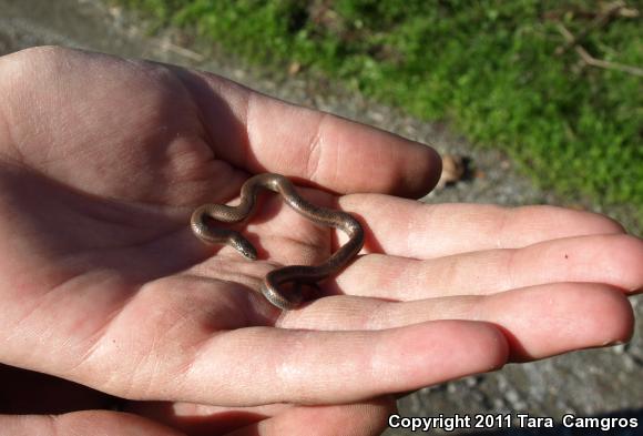 Sharp-tailed Snake (Contia tenuis)