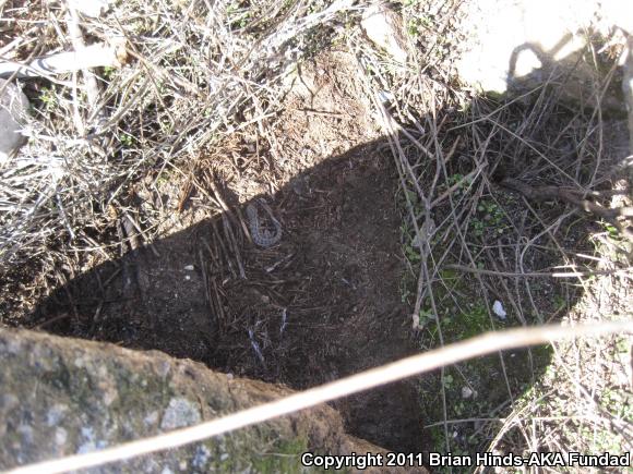 Western Side-blotched Lizard (Uta stansburiana elegans)