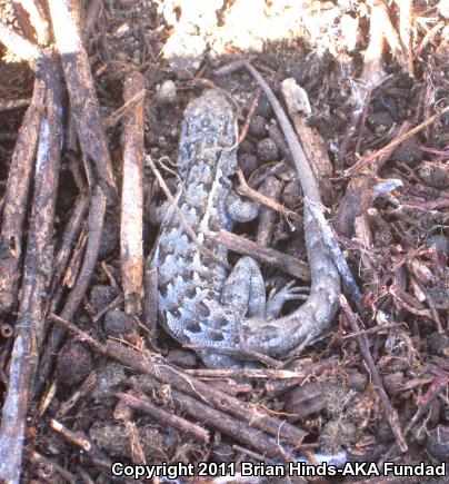 Western Side-blotched Lizard (Uta stansburiana elegans)