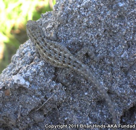 Western Side-blotched Lizard (Uta stansburiana elegans)