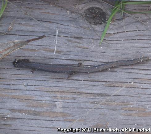 Garden Slender Salamander (Batrachoseps major major)