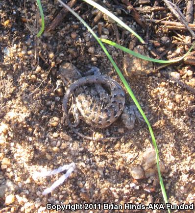 Western Side-blotched Lizard (Uta stansburiana elegans)