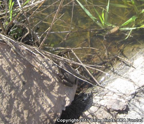 Baja California Treefrog (Pseudacris hypochondriaca)