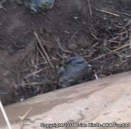 Southern California Toad (Anaxyrus boreas halophilus)